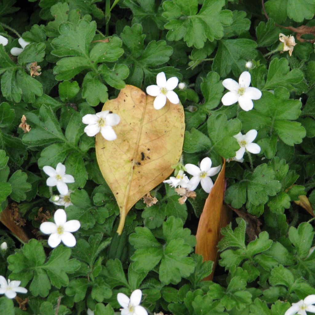 Ellisiophyllum pinnatum