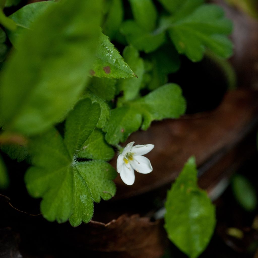 Ellisiophyllum pinnatum