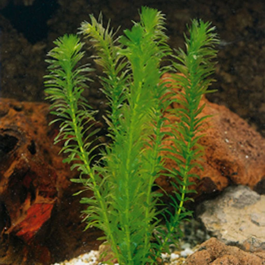 Elodea densa - Elodée dense