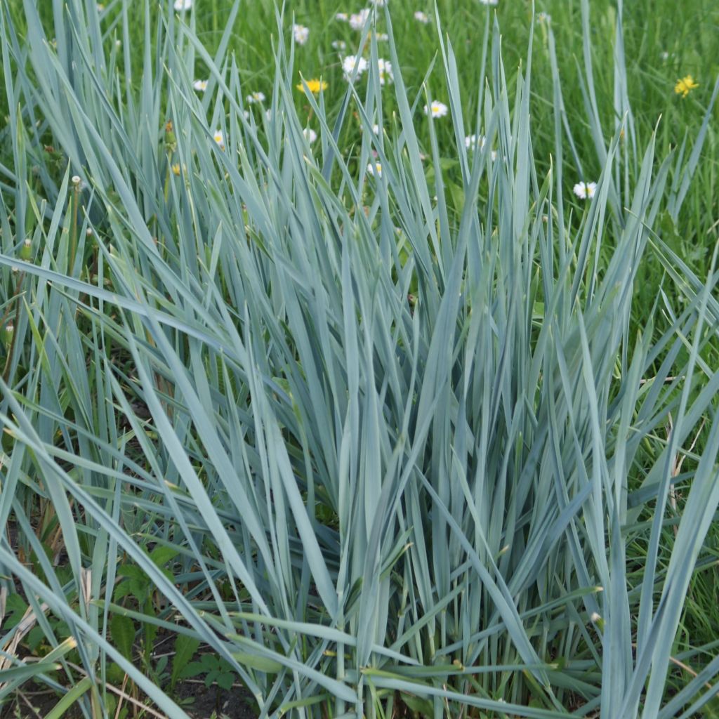 Elymus magellanicus - Agropyron