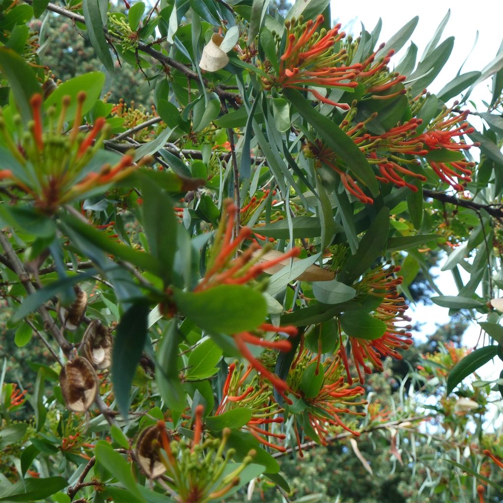 Embothrium coccineum - Arbre de feu du Chili 