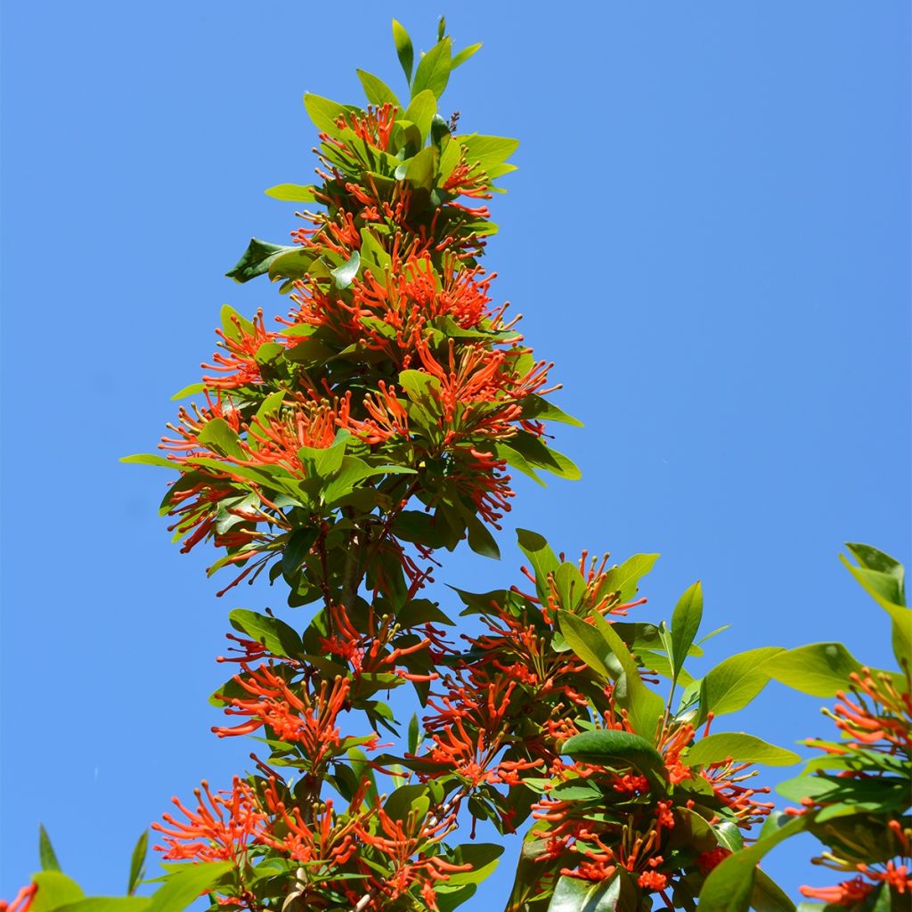 Embothrium coccineum - Arbre de feu du Chili 