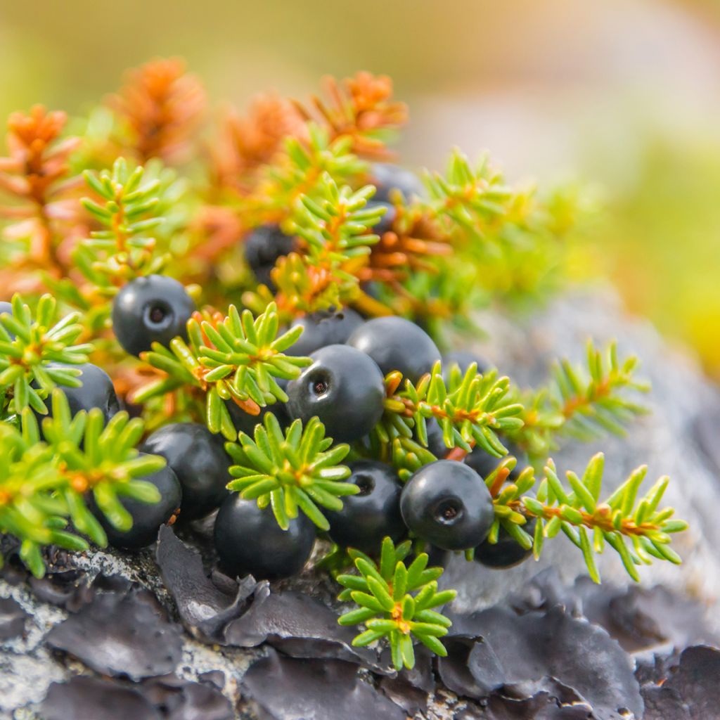 Empetrum nigrum - Camarine noire