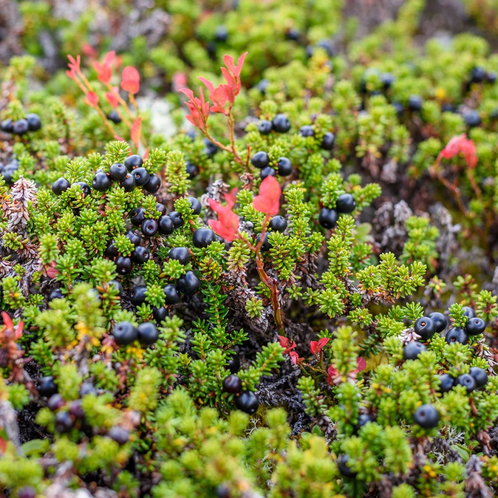 Empetrum nigrum - Camarine noire