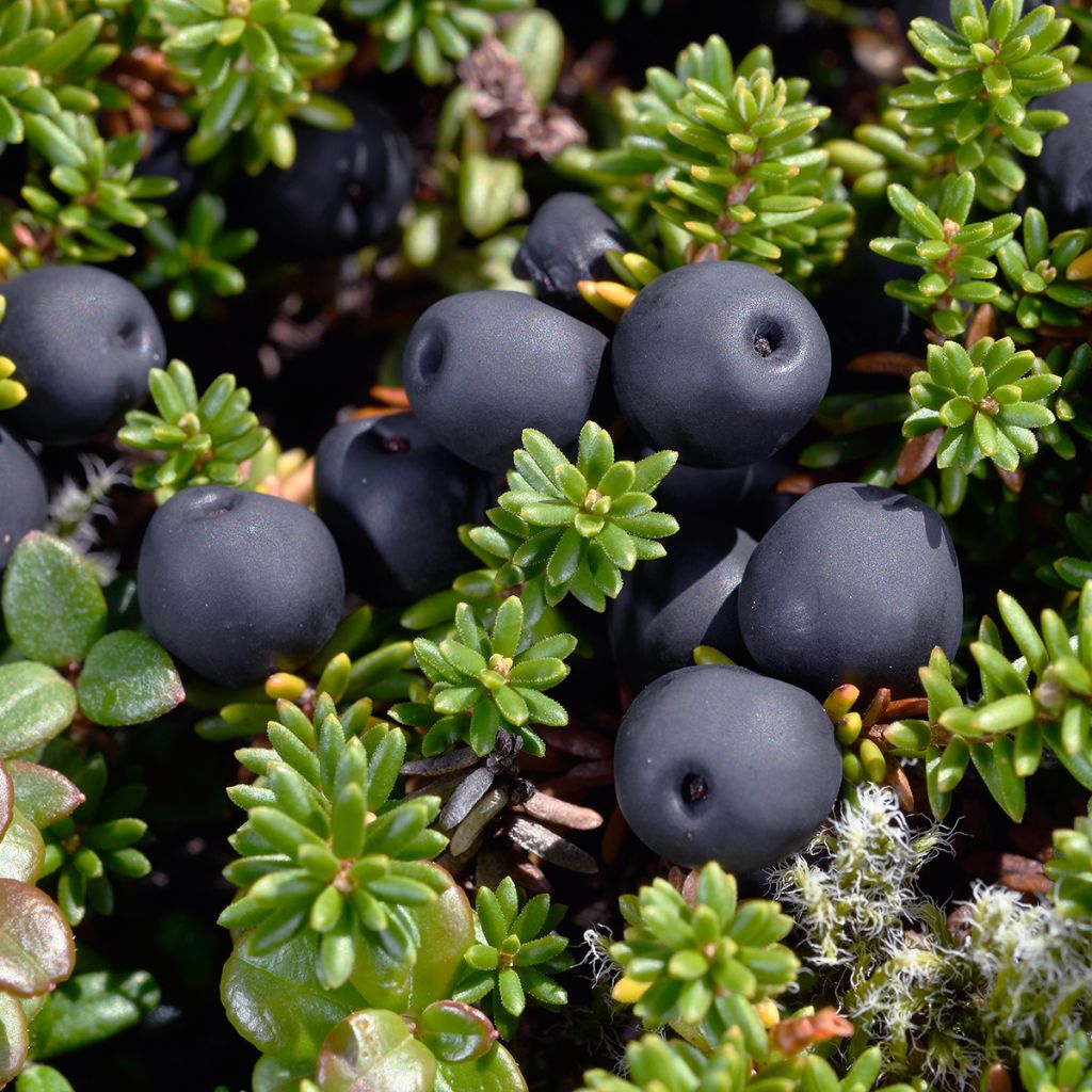 Empetrum nigrum - Camarine noire