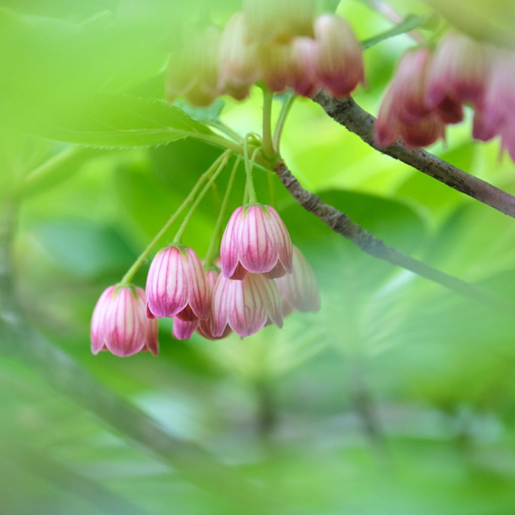 Enkianthus campanulatus Red Bells - Andromède campanulée