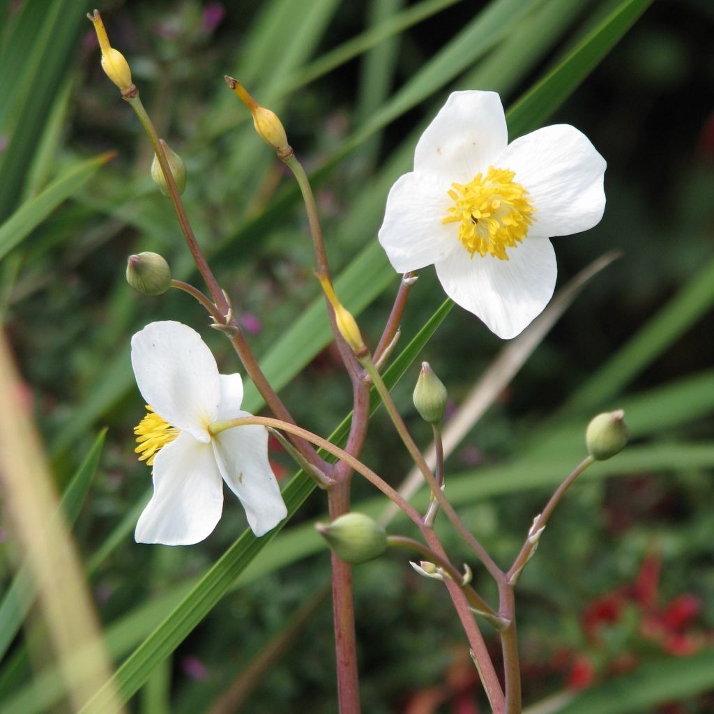 Eomecon chionantha