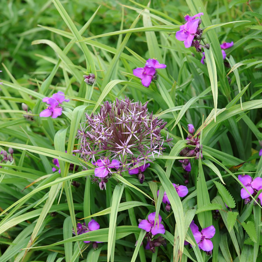 Ephémère de Virginie, Tradescantia andersoniana Karminglut