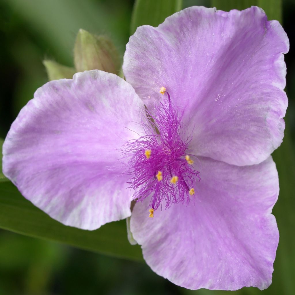 Ephémère de Virginie - Tradescantia andersoniana Pink Chablis