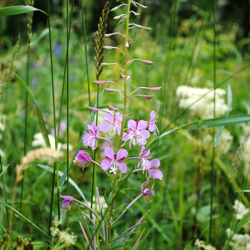 Epilobium fleischeri