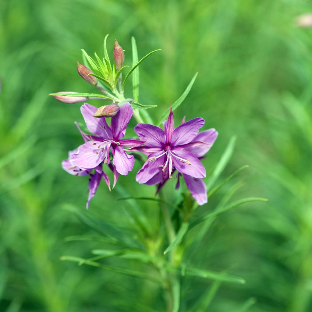 Epilobium fleischeri