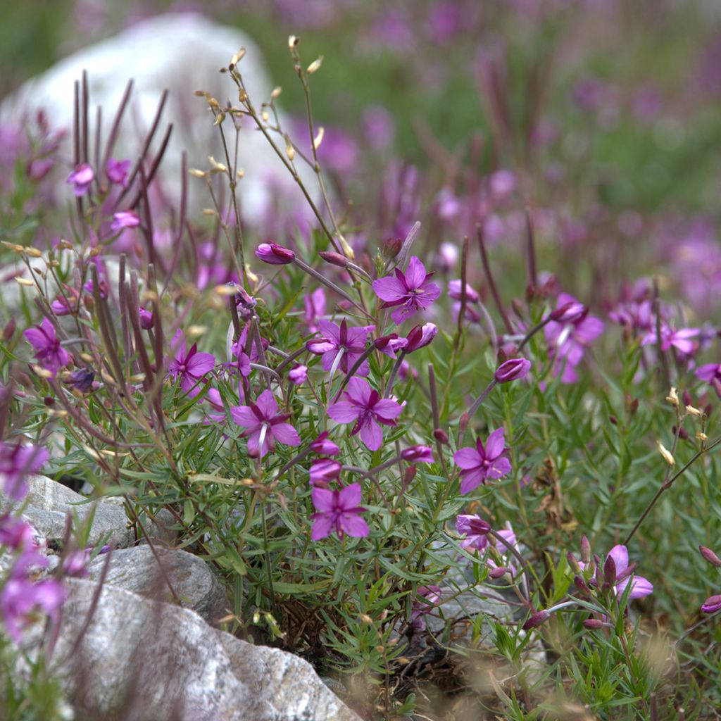 Epilobium fleischeri