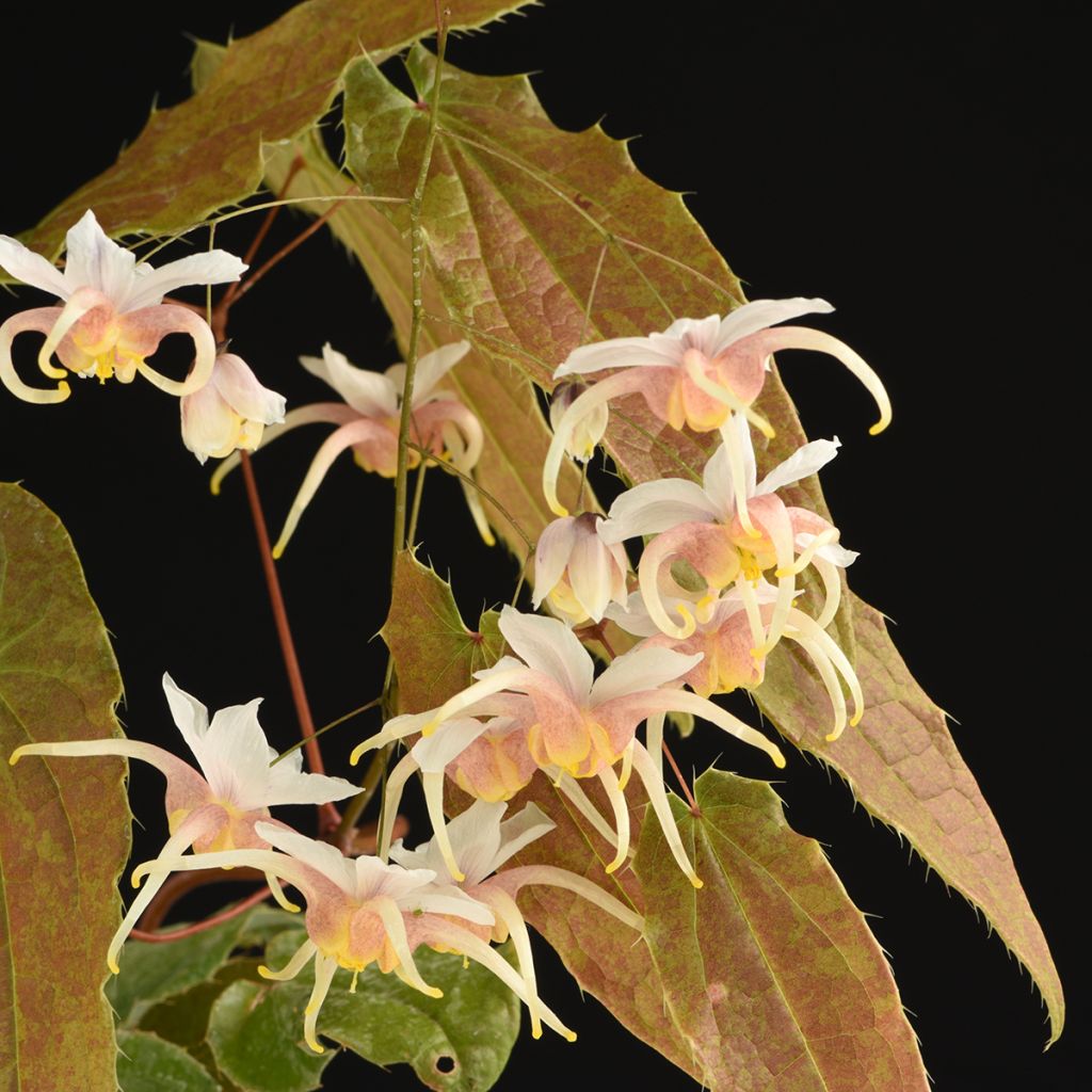 Epimedium Elenwe - Fleurs des Elfes