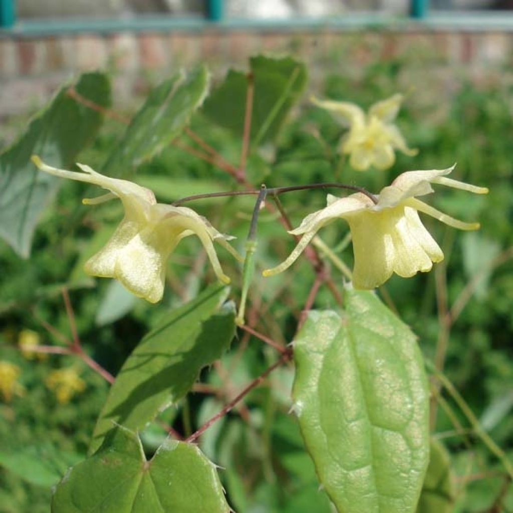 Fleur des Elfes - Epimedium Flower Of Sulphur