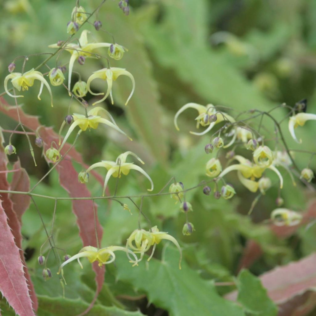 Fleur des Elfes - Epimedium Sphinx Twinkler