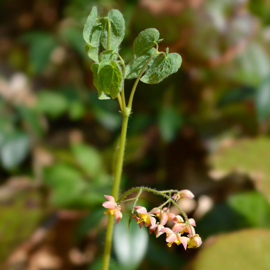 Epimedium alpinum - Fleur des elfes rouge et jaune