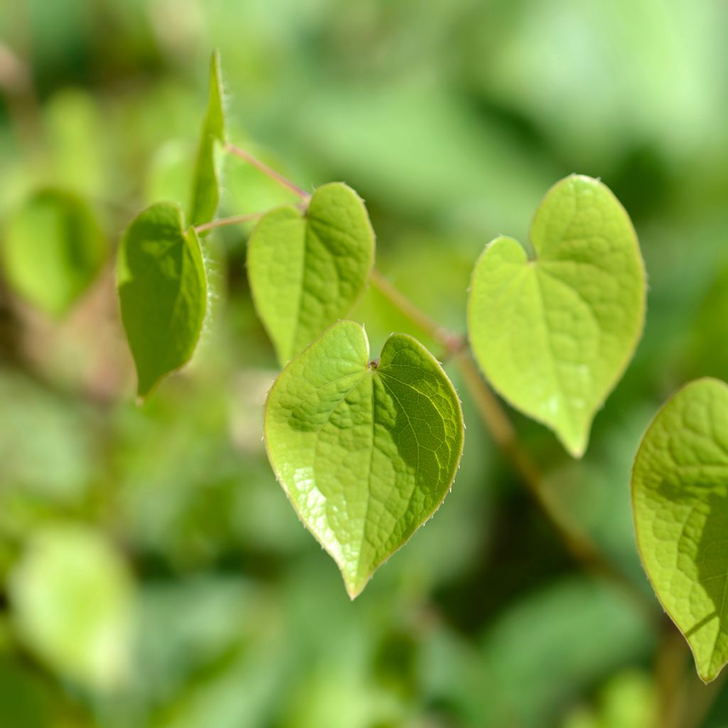 Epimedium alpinum - Fleur des elfes rouge et jaune