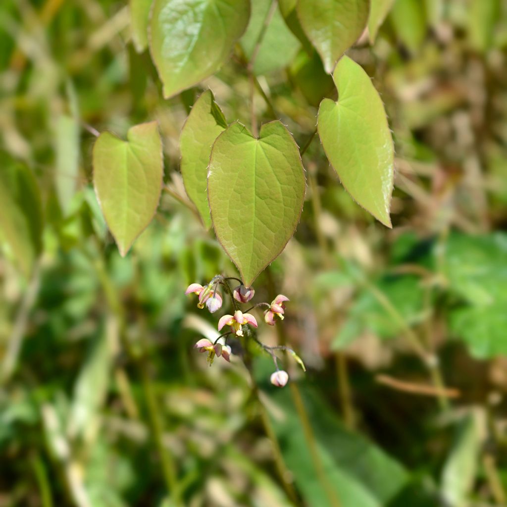 Epimedium alpinum - Fleur des elfes rouge et jaune