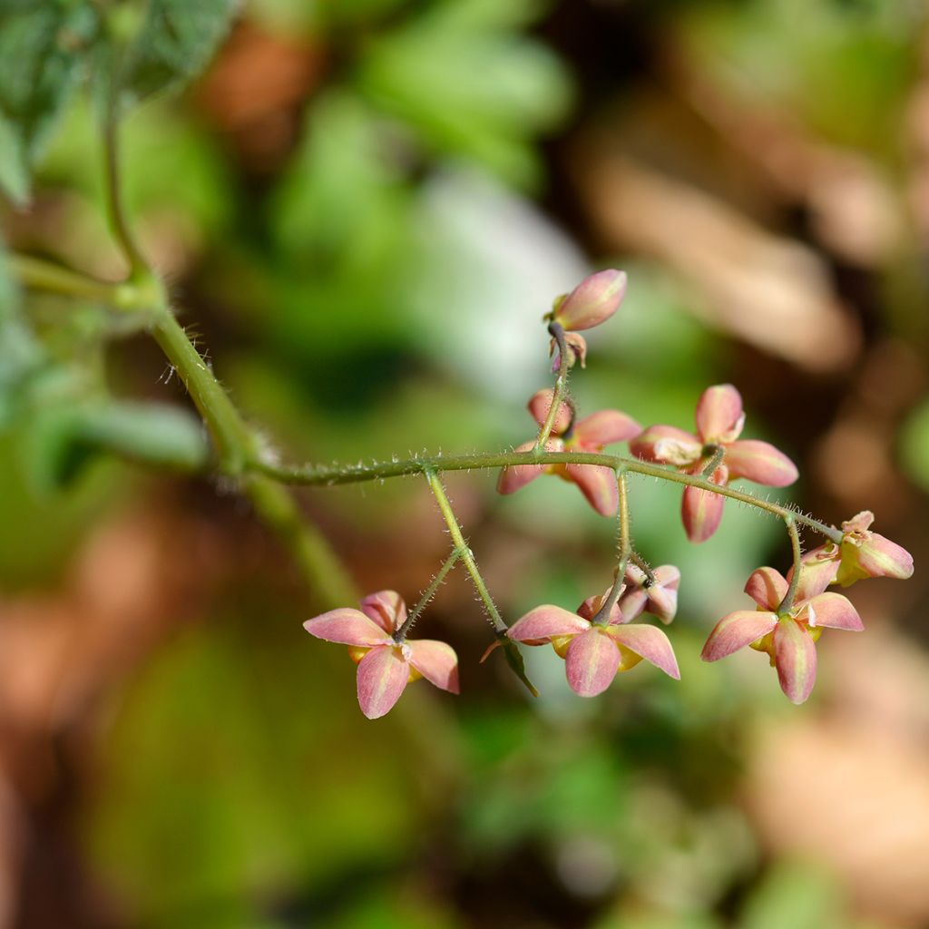 Epimedium alpinum - Fleur des elfes rouge et jaune