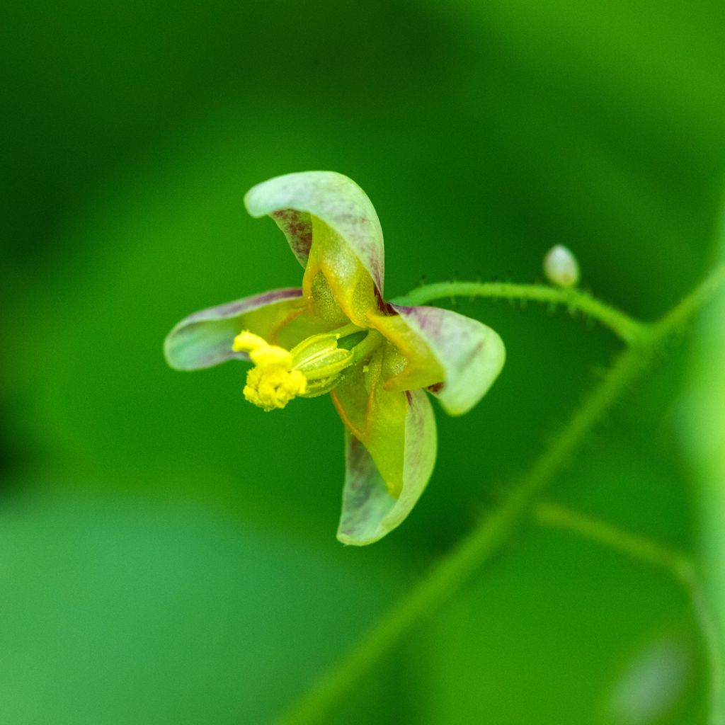 Epimedium alpinum - Fleur des elfes rouge et jaune