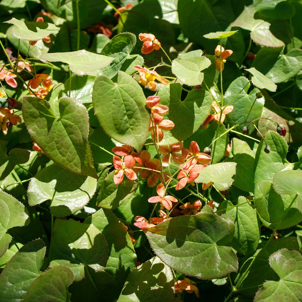 Epimedium alpinum - Fleur des elfes rouge et jaune