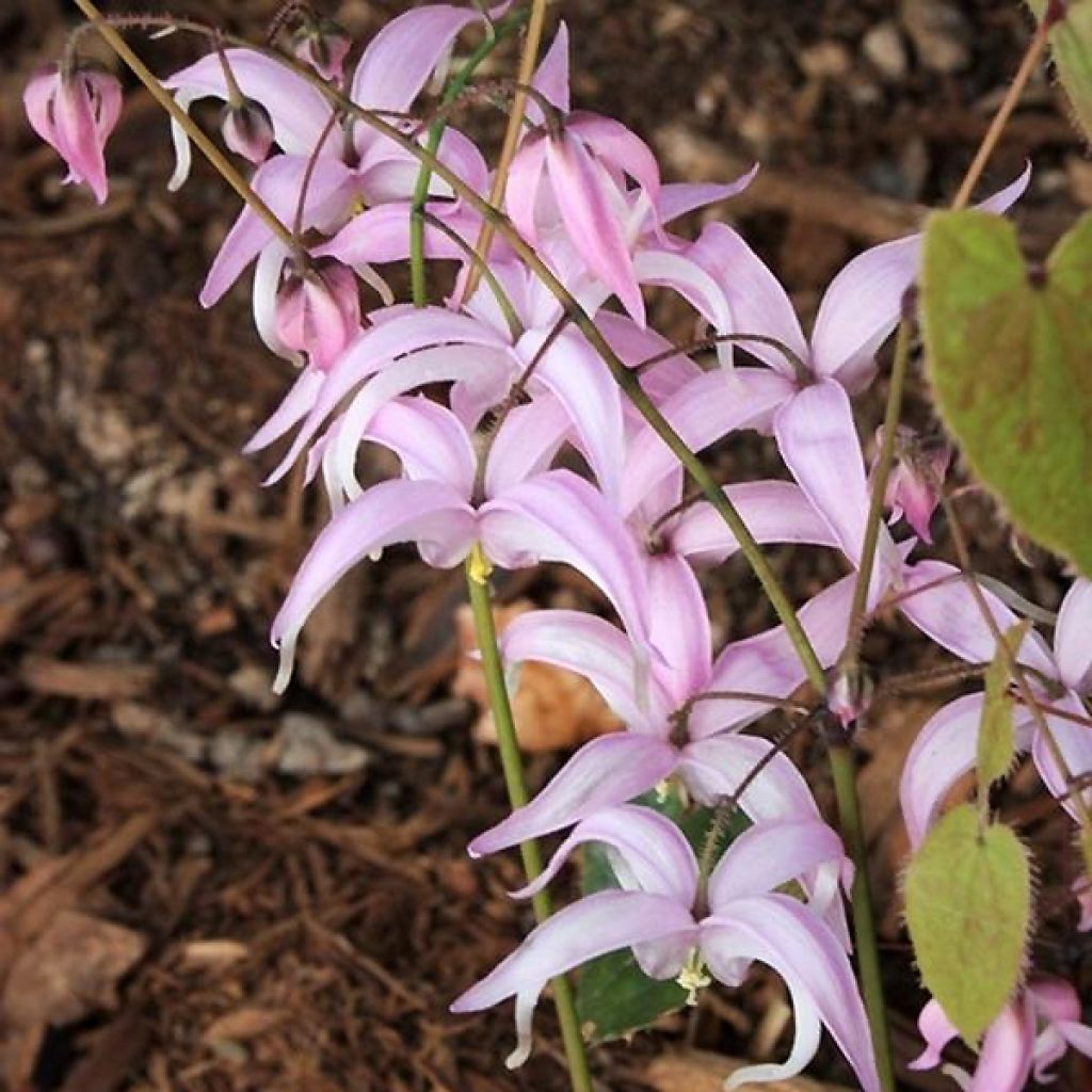 Epimedium brachyrrhizum - Fleur des Elfes