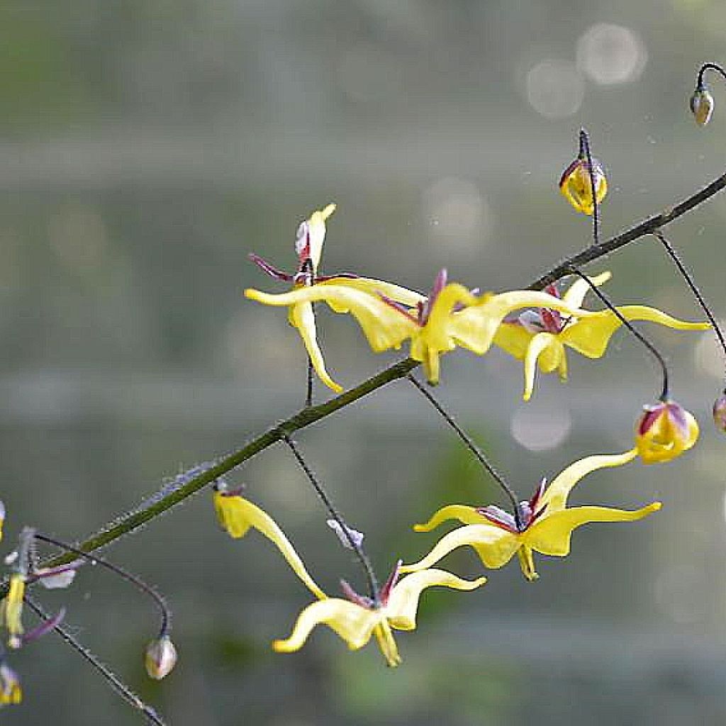 Epimedium elongatum - Fleur des Elfes