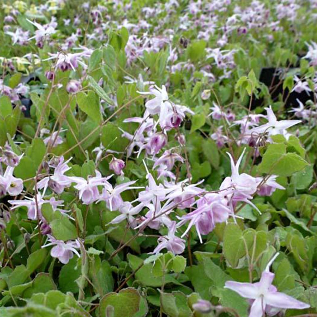 Epimedium grandiflorum Akebono - Fleur des Elfes à grandes fleurs.