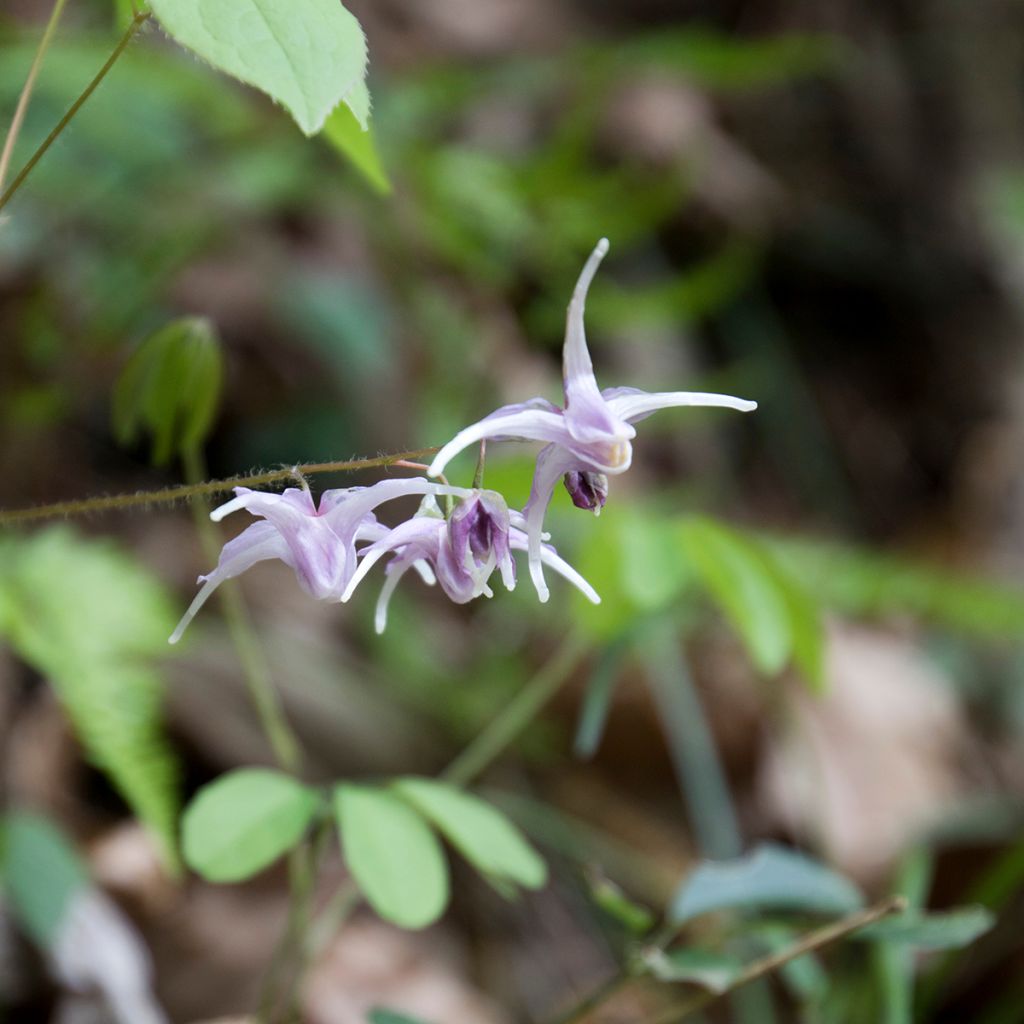 Epimedium grandiflorum - Fleurs des elfes rose lilas pâle