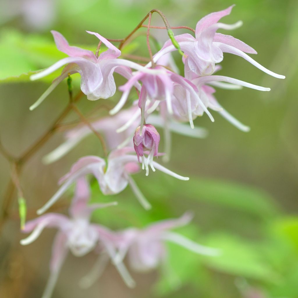 Epimedium grandiflorum - Fleurs des elfes rose lilas pâle