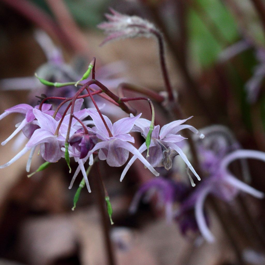 Epimedium grandiflorum - Fleurs des elfes rose lilas pâle