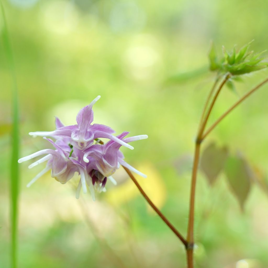 Epimedium grandiflorum - Fleurs des elfes rose lilas pâle