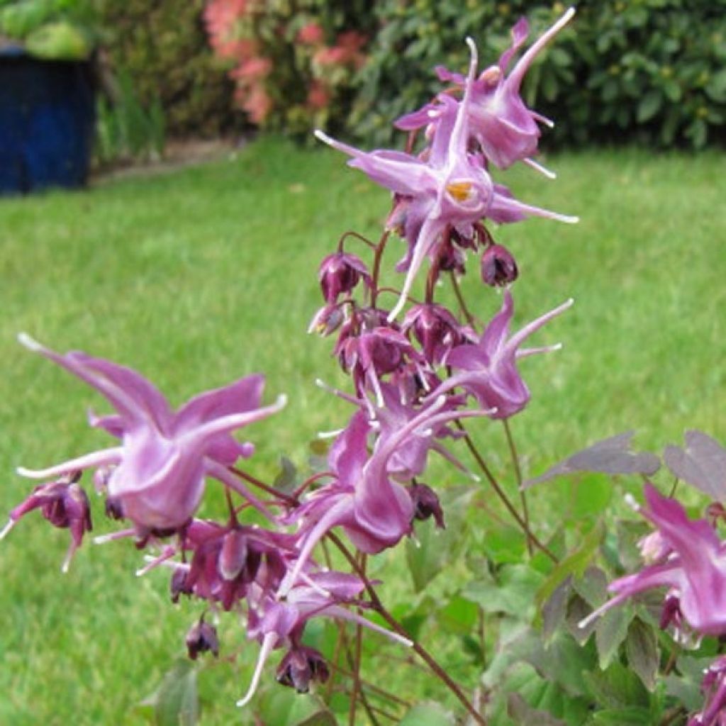 Epimedium grandiflorum Lilafee, fleur des elfes