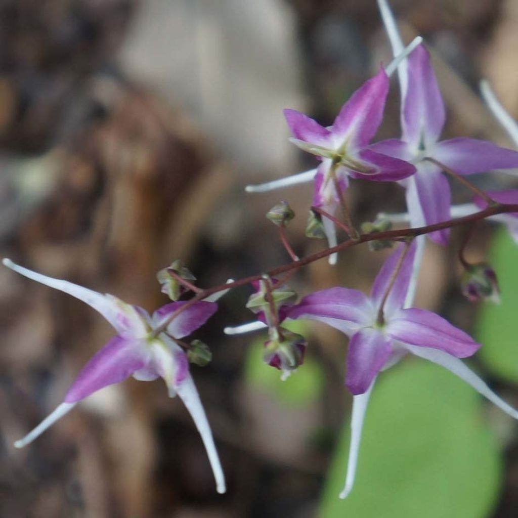 Epimedium grandiflorum Purple Pixie® - Fleur des Elfes