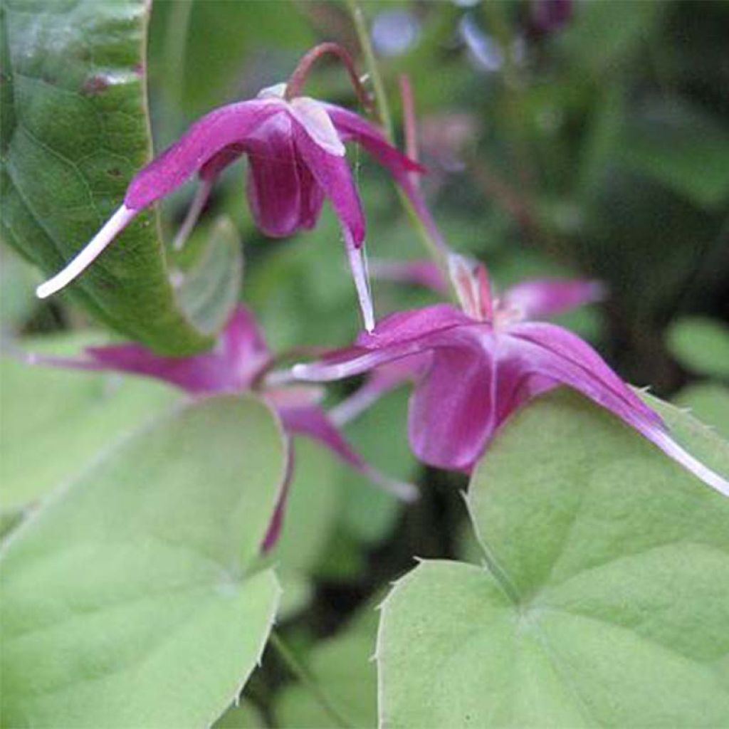 Epimedium grandiflorum Shiho - Fleur des Elfes