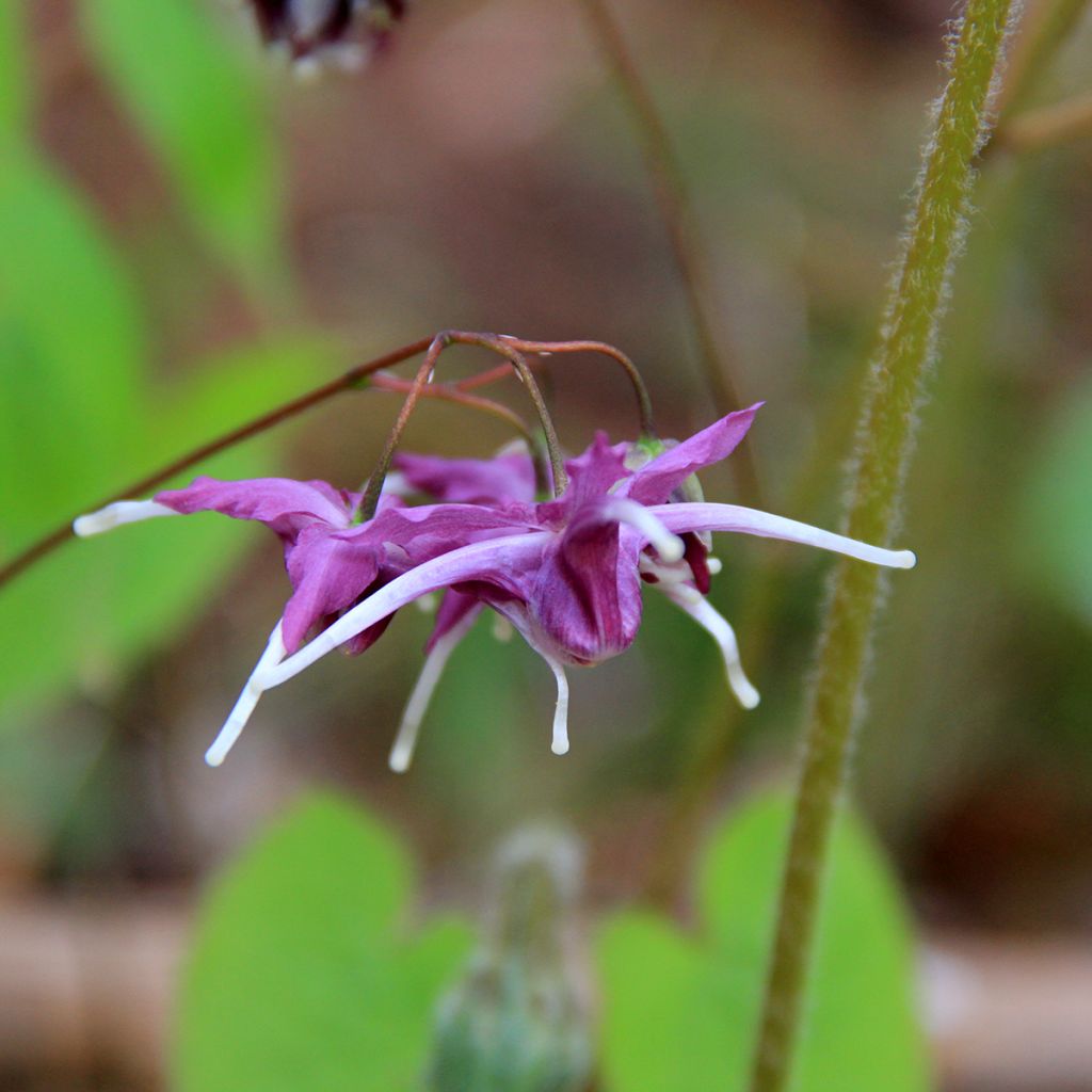 Epimedium hybride Pretty in Pink - Fleur des Elfes