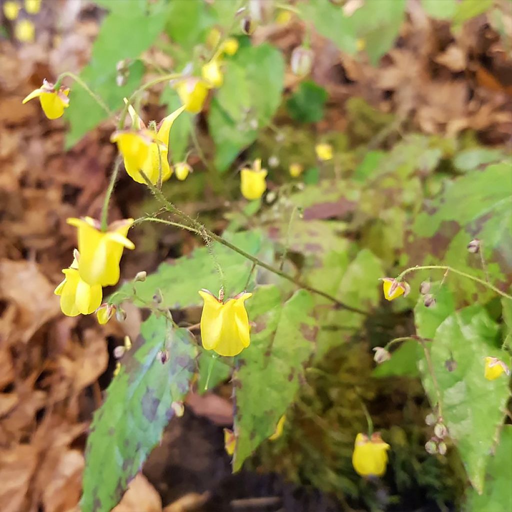 Epimedium hybride Sunny and Share - Fleur des Elfes