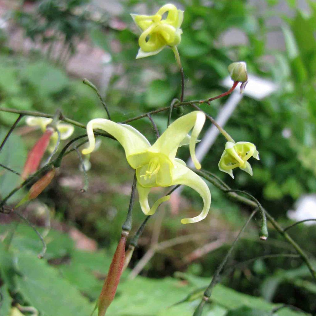 Epimedium illicifolium, Fleur des elfe