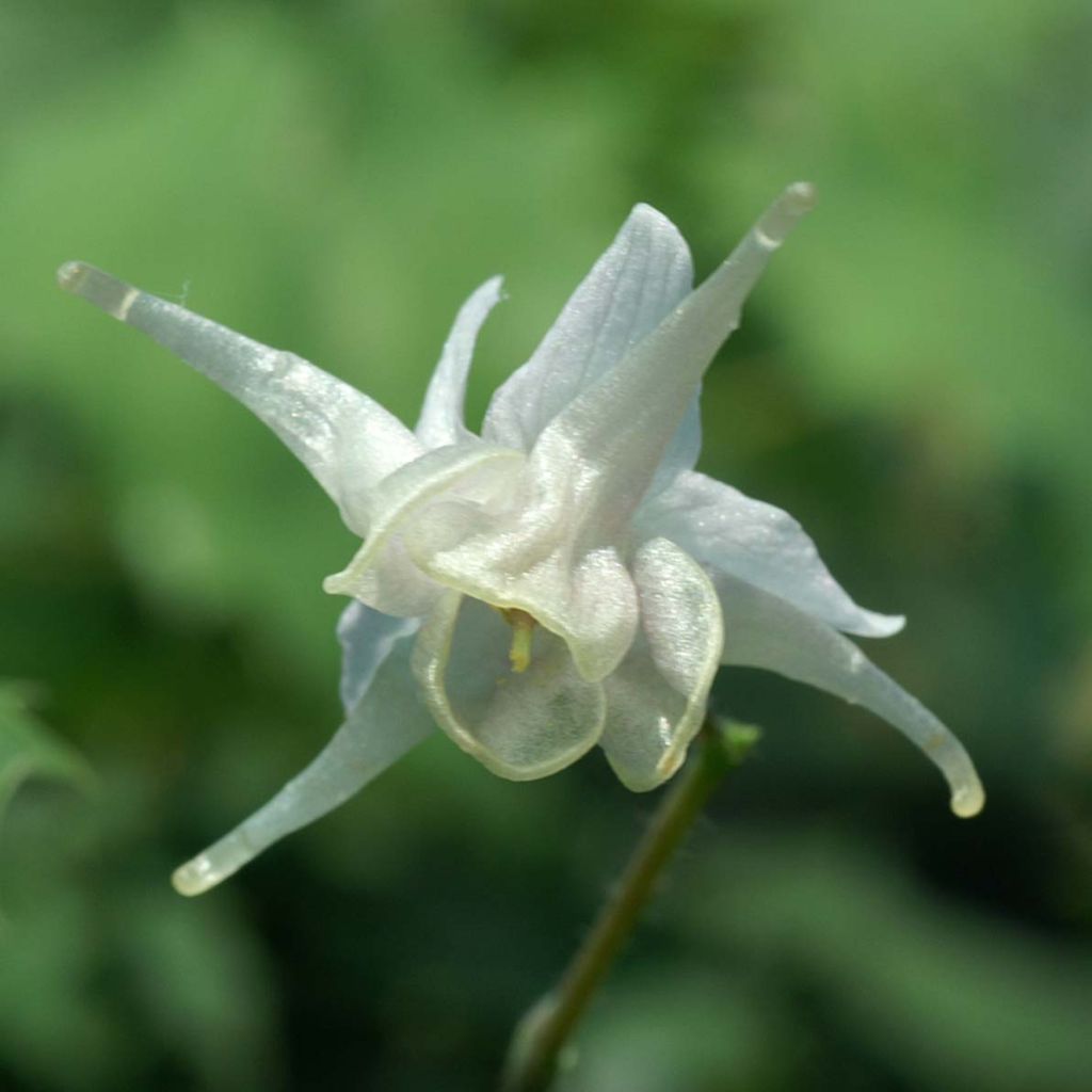 Epimedium pauciflorum, Fleur des elfe