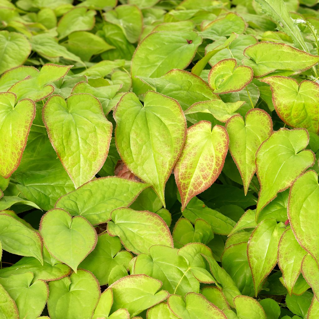 Epimedium perralchicum Frohnleiten - Fleur des Elfes jaune vif