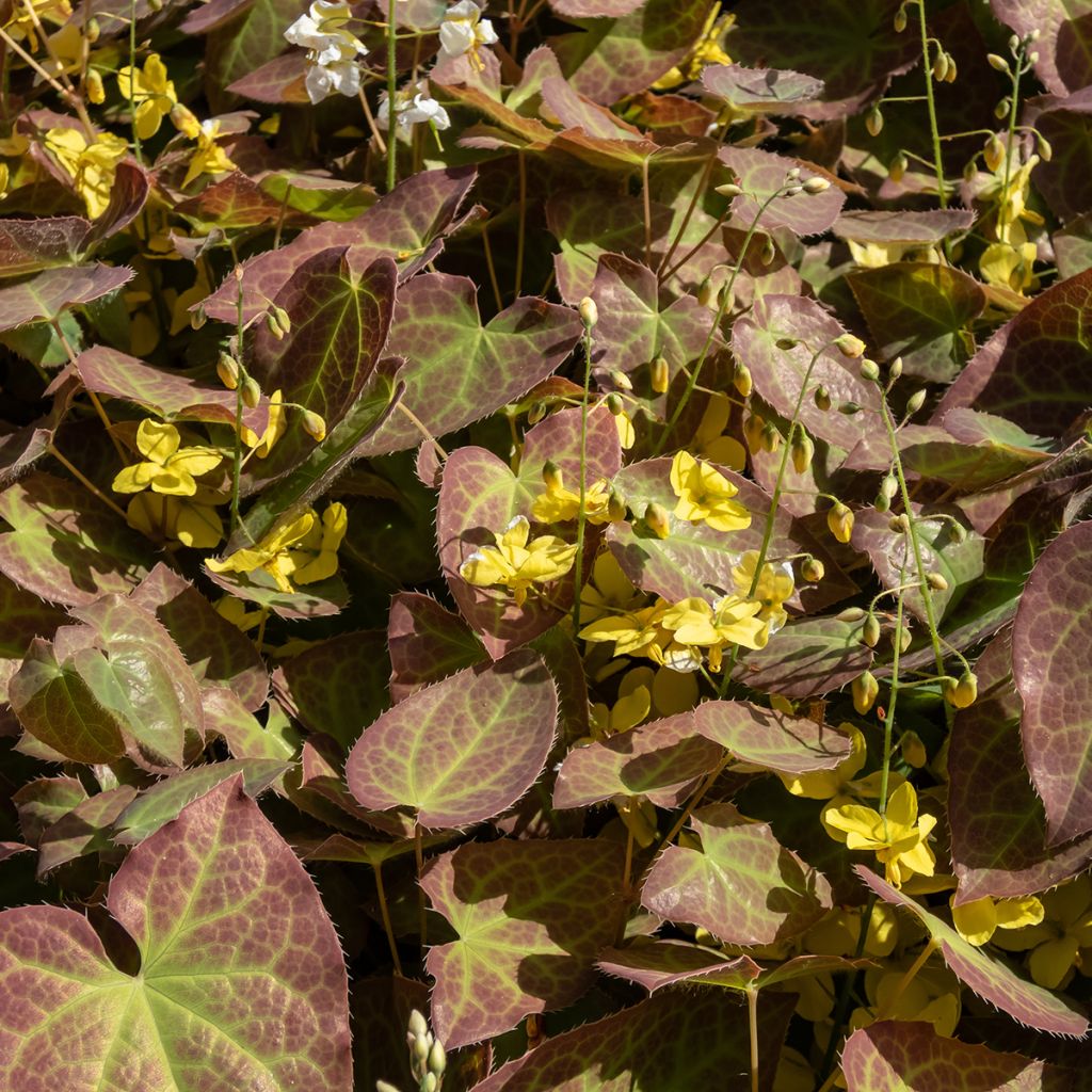 Epimedium perralchicum Frohnleiten - Fleur des Elfes jaune vif