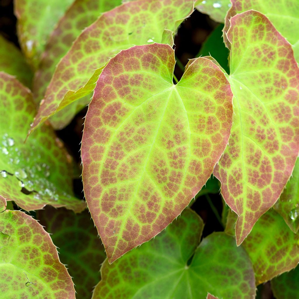 Epimedium perralchicum Frohnleiten - Fleur des Elfes jaune vif