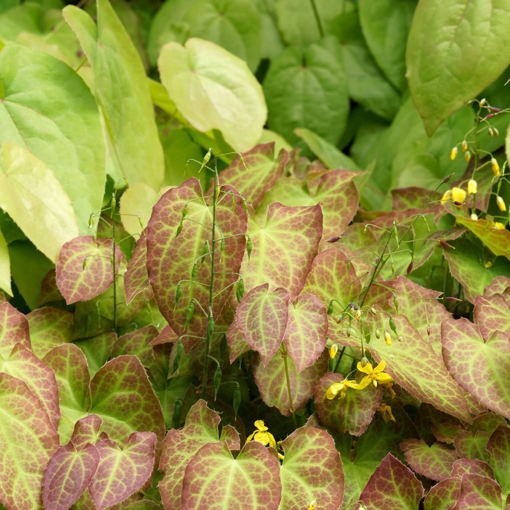 Epimedium perralchicum Frohnleiten - Fleur des Elfes jaune vif