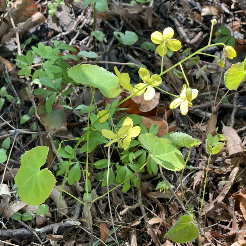 Epimedium perralderianum - Fleur des Elfes
