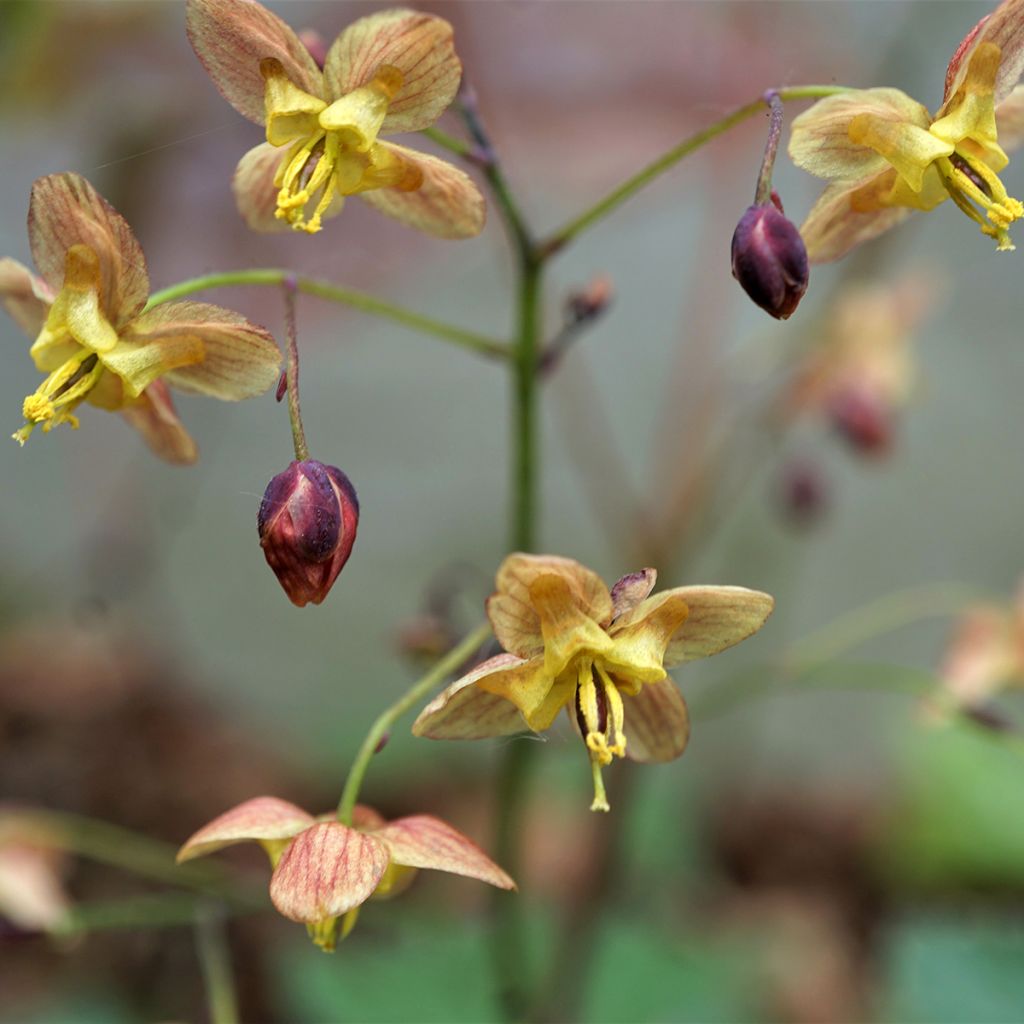 Epimedium pinnatum Black Sea