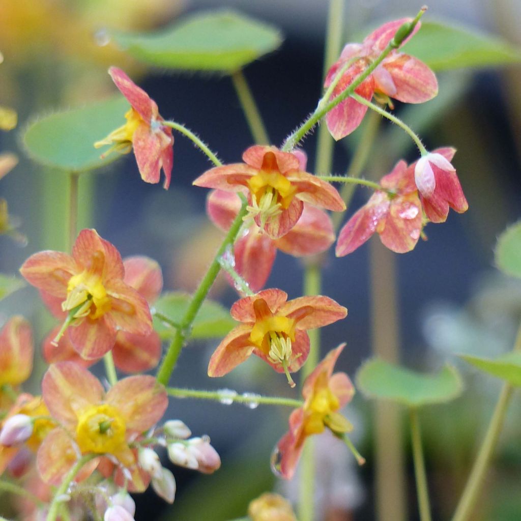 Fleur des Elfes - Epimedium  pubigerum Orangekönigin