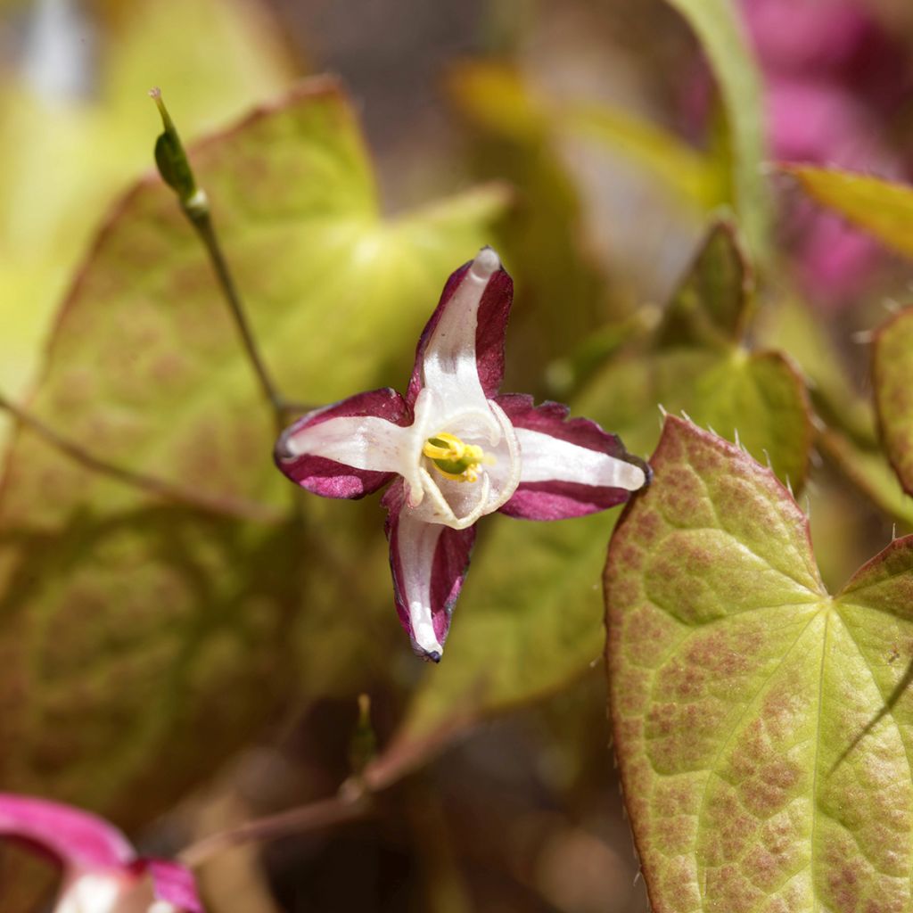 Epimedium rubrum - Fleur des elfes rouge