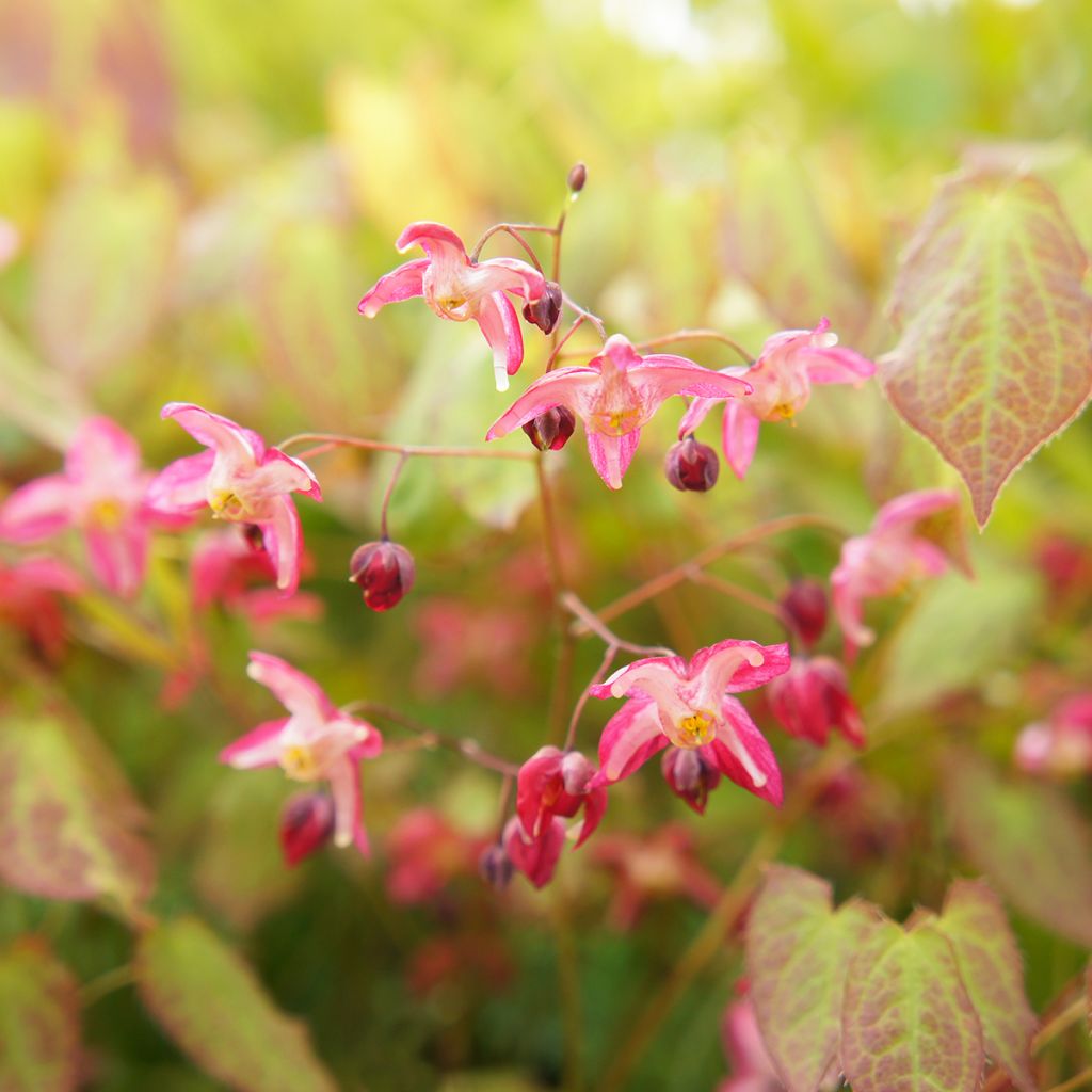 Epimedium rubrum - Fleur des elfes rouge