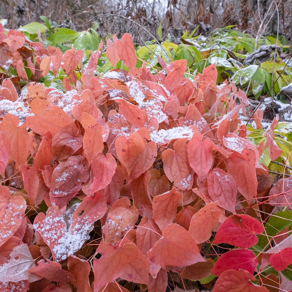 Epimedium rubrum - Fleur des elfes rouge