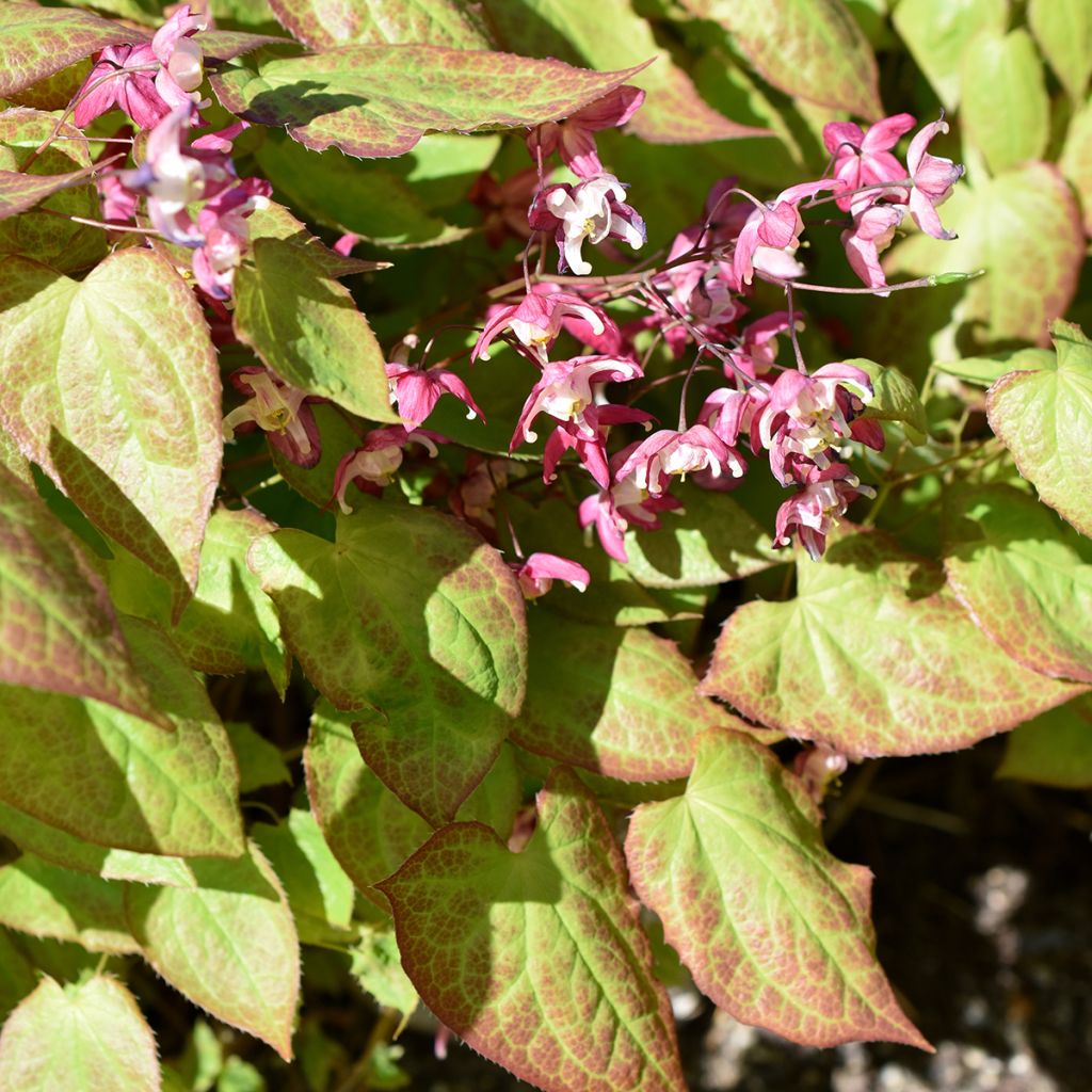 Epimedium rubrum - Fleur des elfes rouge